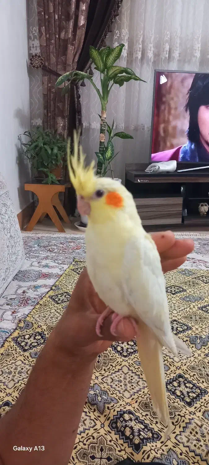 عروس هلندی|پرنده|تربت‌حیدریه, پائین ولایت|دیوار