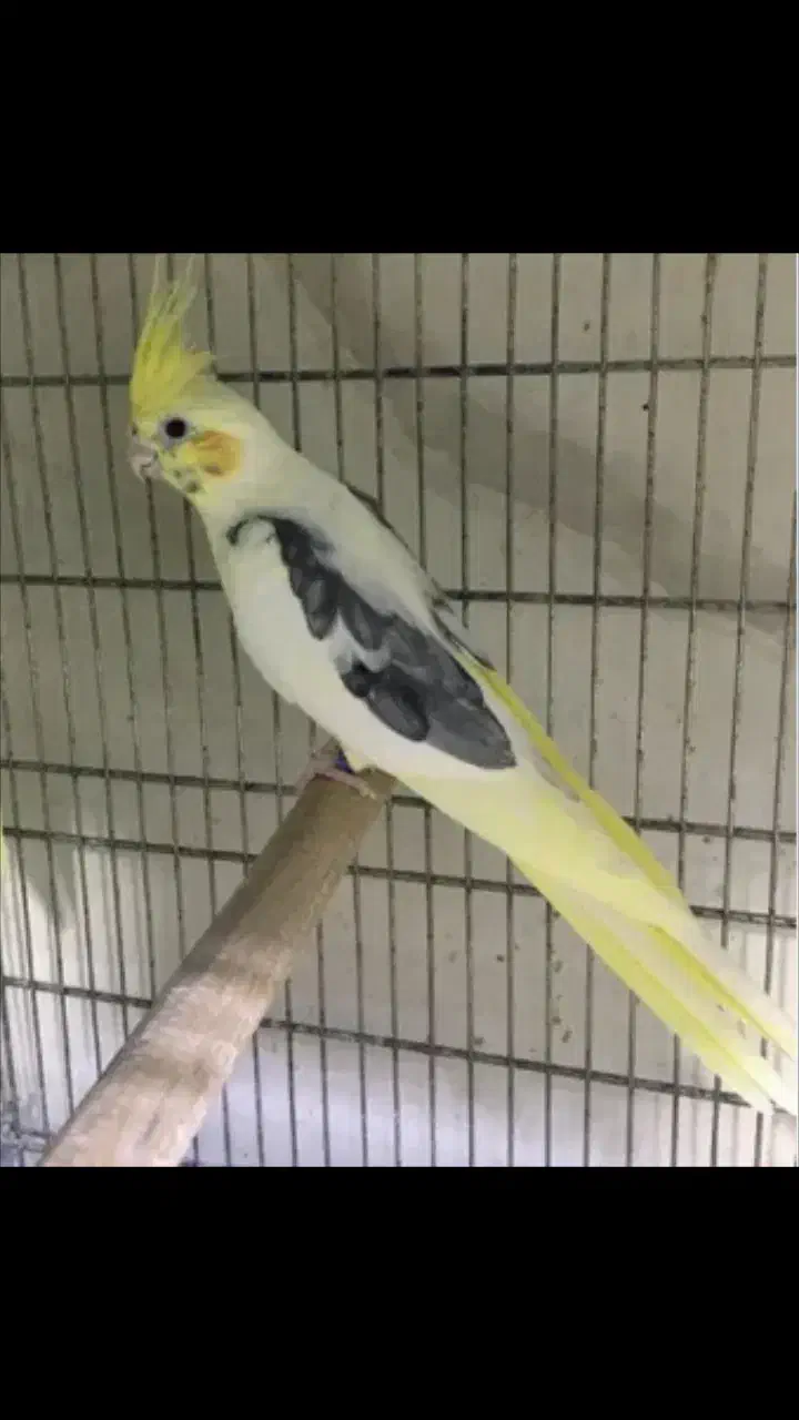 عروس هلندی (کلاچای)|پرنده|رودسر, |دیوار