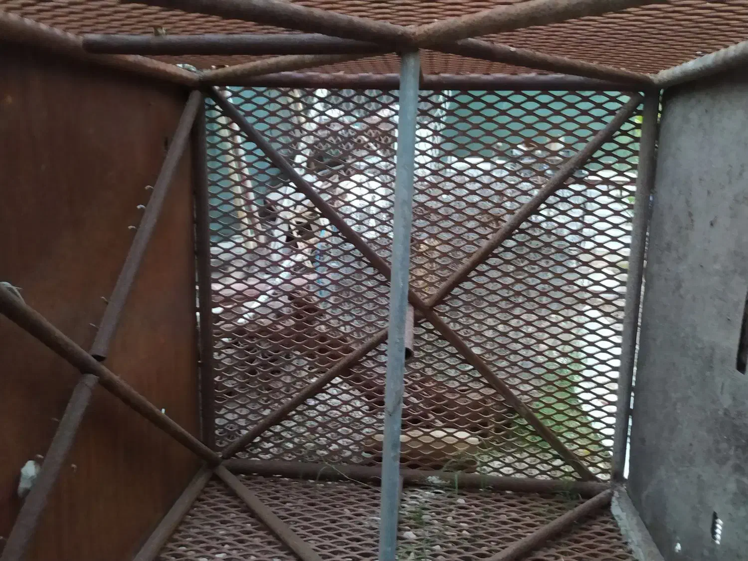 قفس آهنی|لوازم جانبی حیوانات|بندرعباس, |دیوار