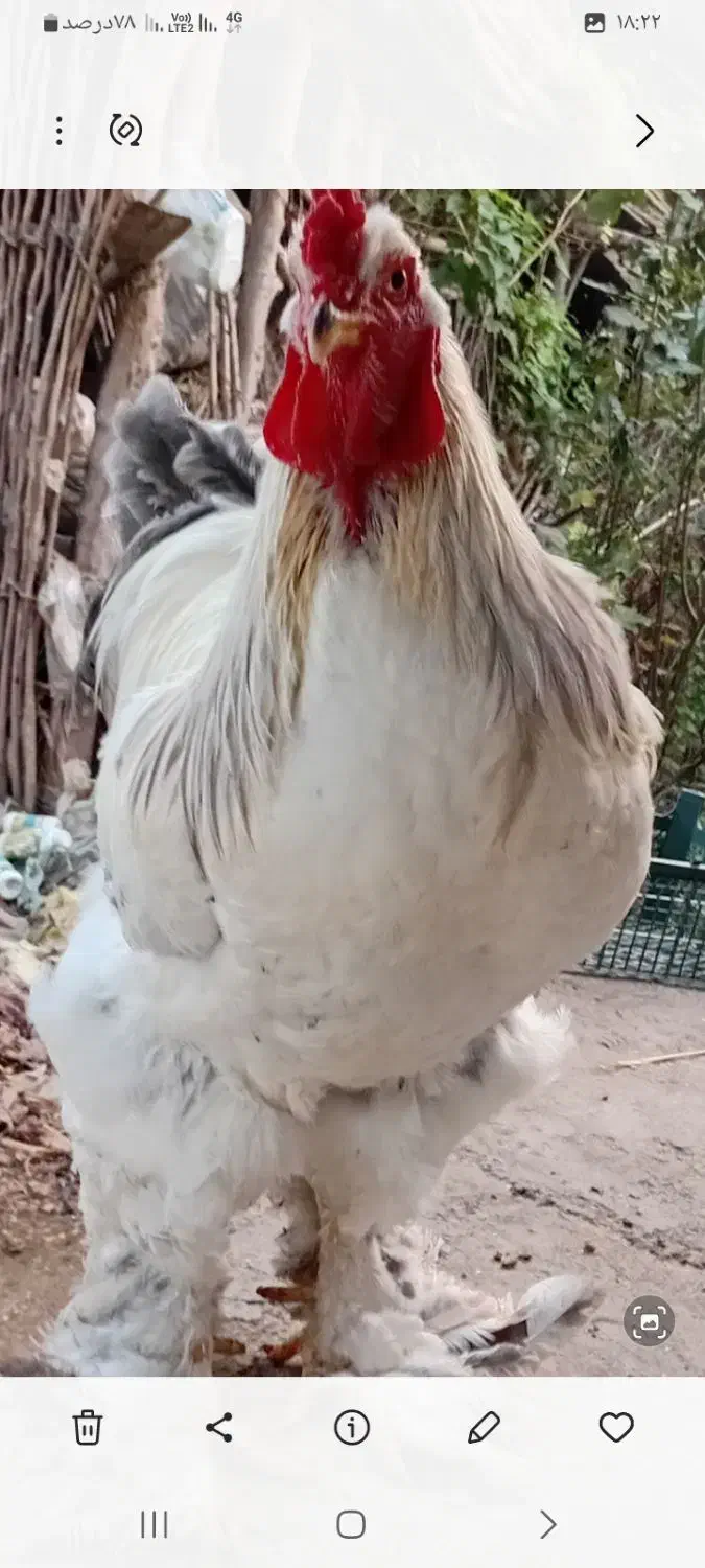 خروس برهمالایت|حیوانات مزرعه|آستانه اشرفیه, |دیوار