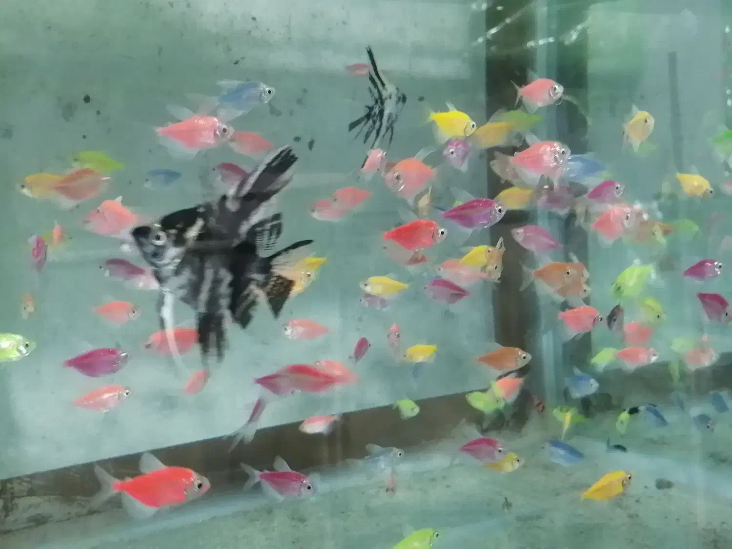 ماهی ماهی زینتی|ماهی|ساری, |دیوار