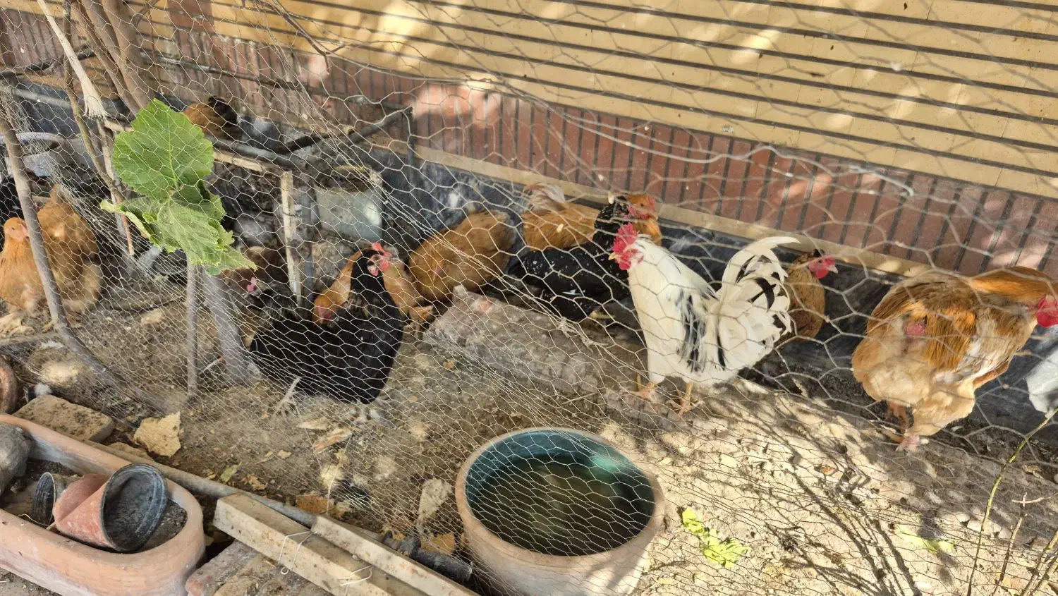 فروش تخم مرغ پریما و گلین|خوردنی و آشامیدنی|دزفول, |دیوار