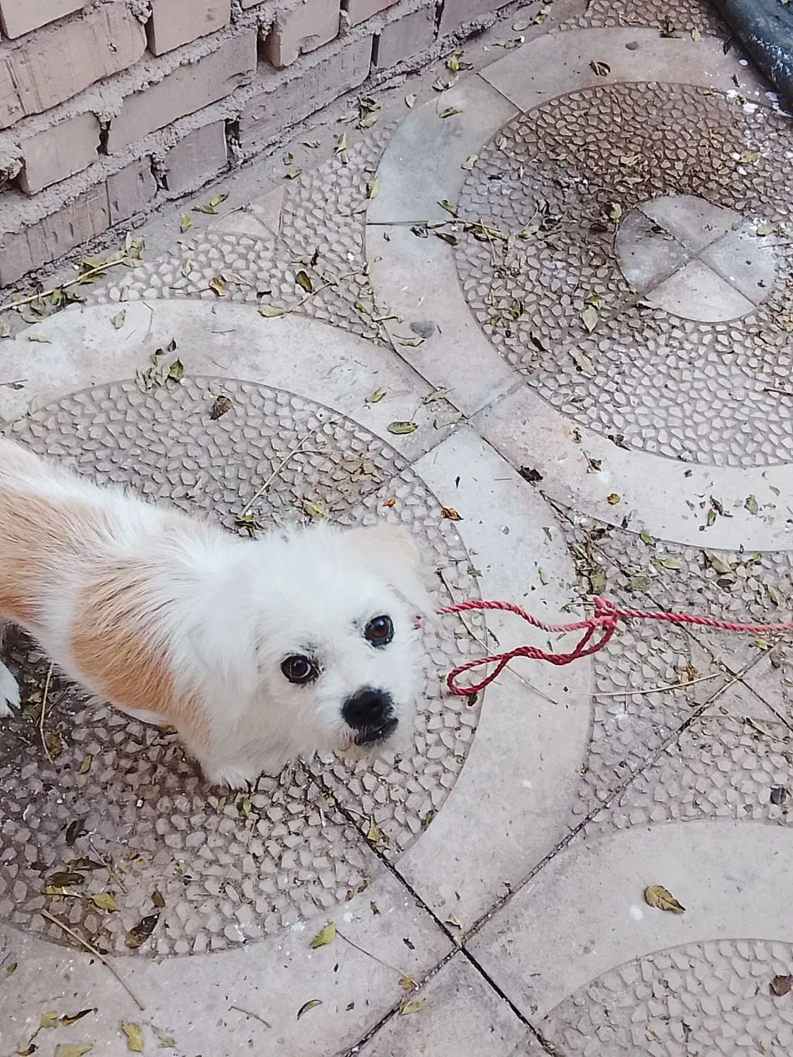 فروشی**|سگ|زرند, |دیوار