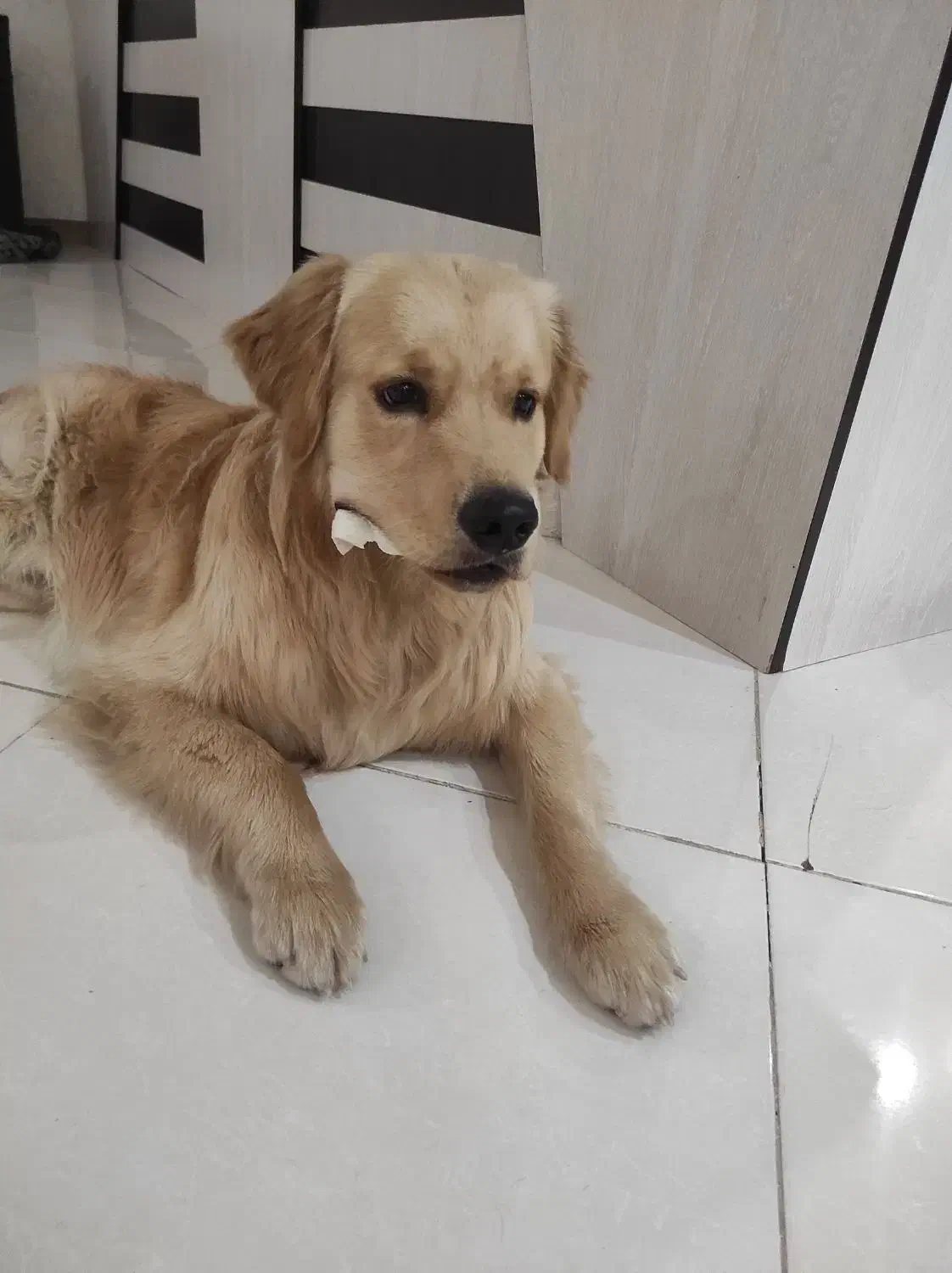 سگ گلدن نر جهت جفت گیری|سگ|مشکیندشت, |دیوار