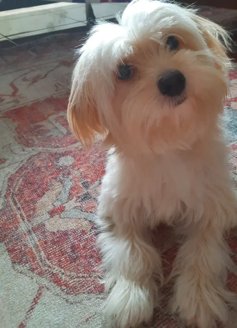 واگزاری پت خونگی|سگ|بندر انزلی, آخرخط|دیوار