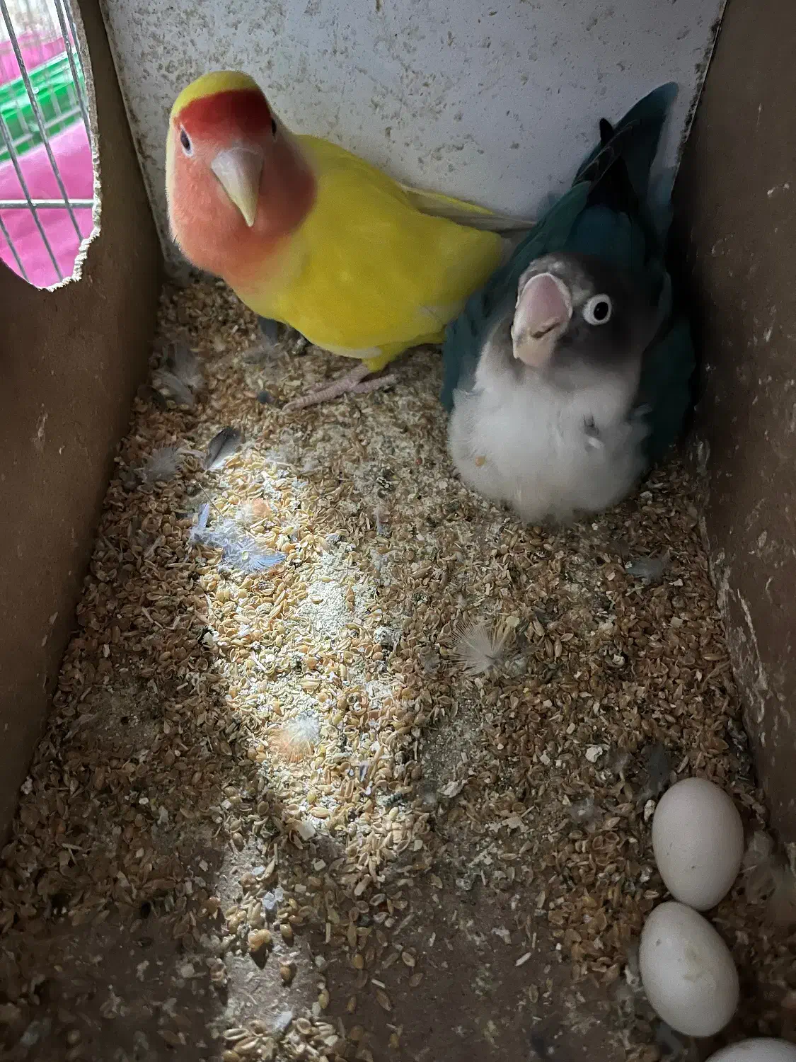 پرنده|پرنده|خواف, |دیوار