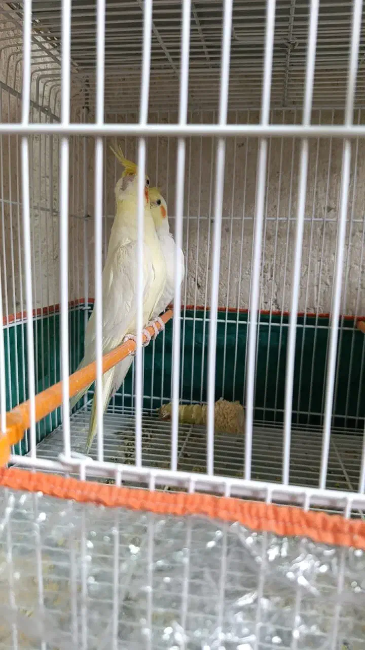 فروش عروس هلندی و..|پرنده|کازرون, |دیوار