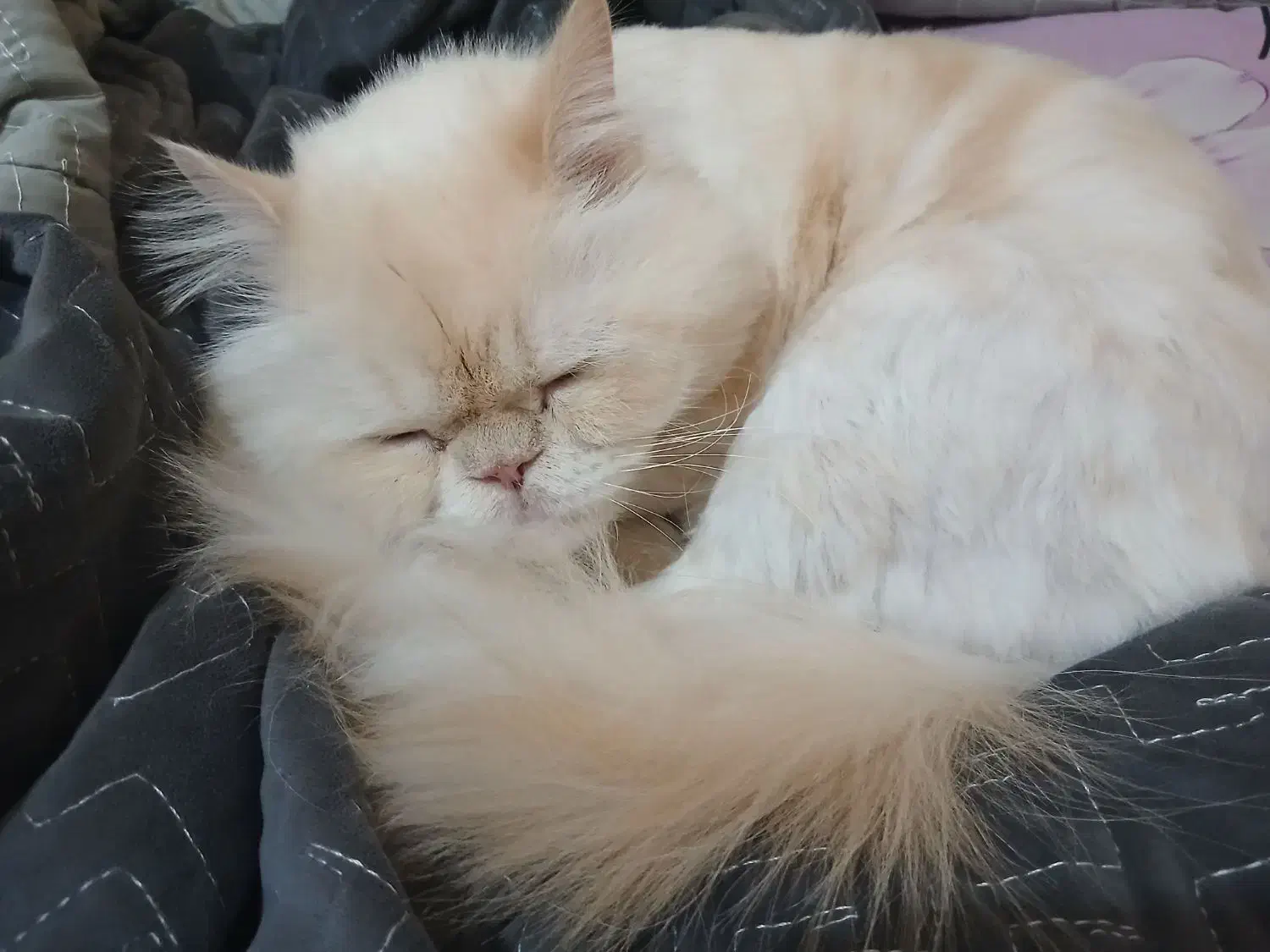 گربه پرشین|گربه|فردیس, شهرک شهید حسینی|دیوار