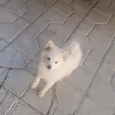 سگ اشپیتزپامرین روباحی|سگ|مرودشت, سهل‌آباد|دیوار