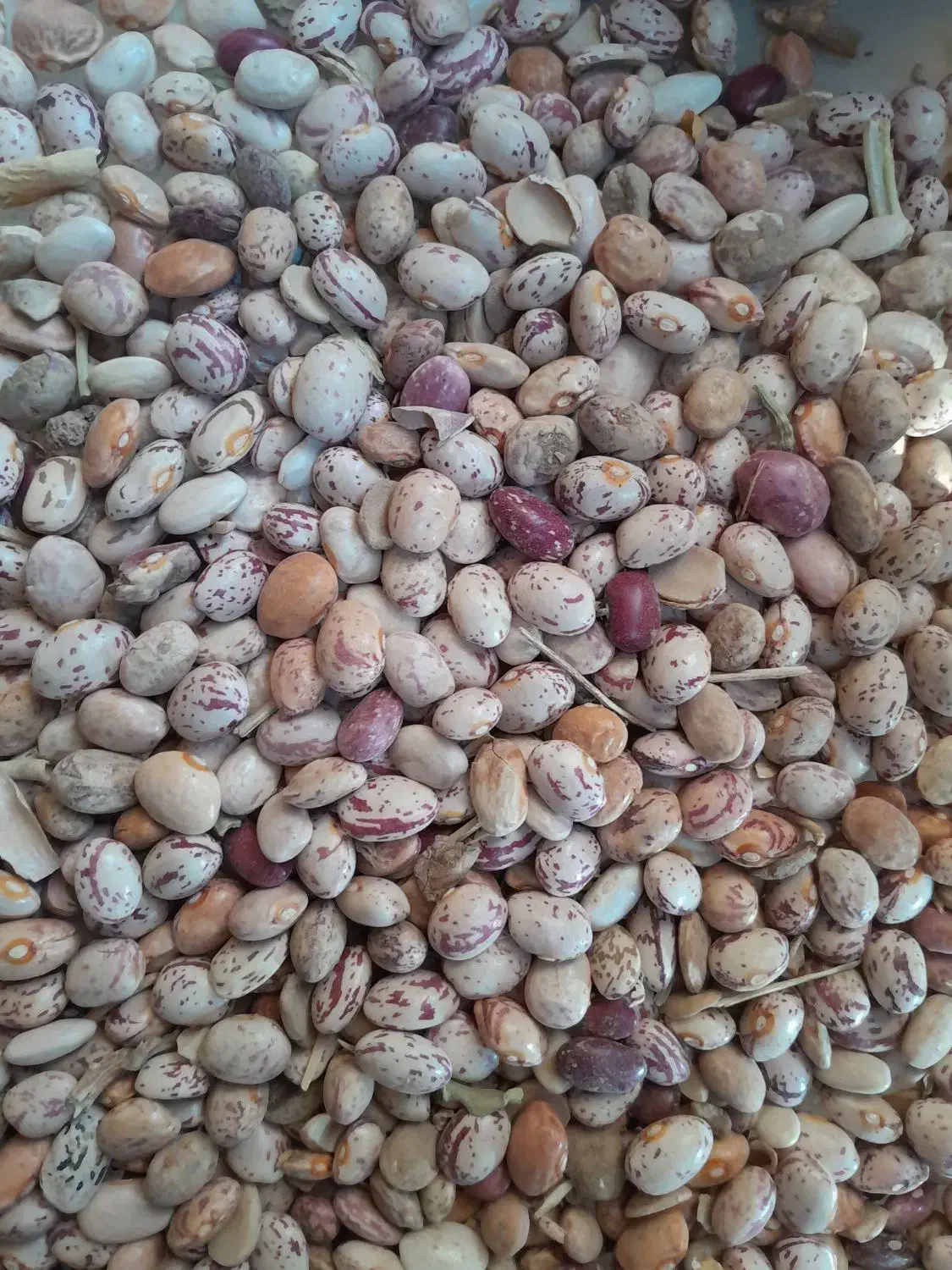 فروش لوبی چیتی|عمده‌فروشی|چادگان, |دیوار