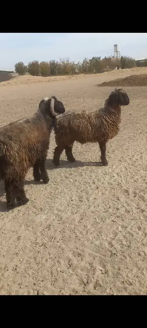 قوچ بختیاری|حیوانات مزرعه|شیراز, دوکوهک|دیوار