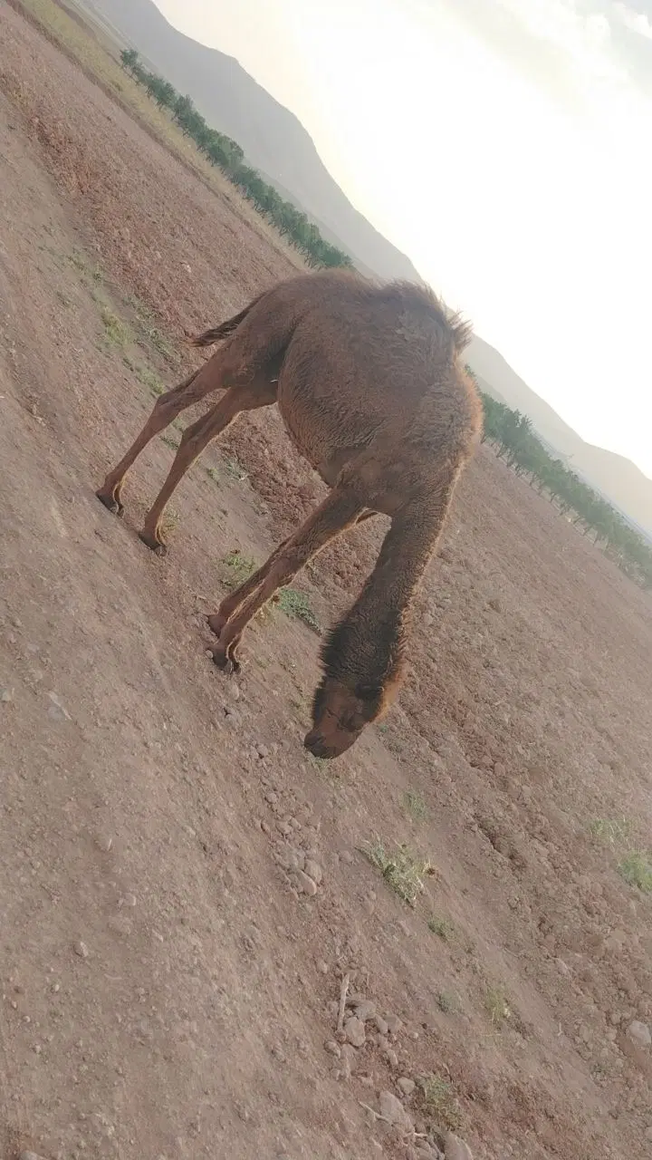 شتر|حیوانات مزرعه|عسگران, |دیوار
