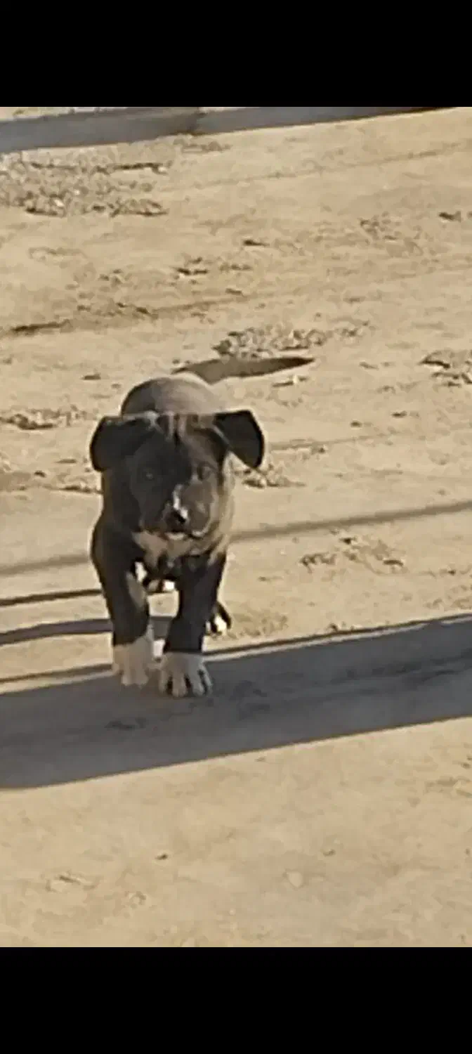 پیتبول|سگ|زاینده رود, |دیوار