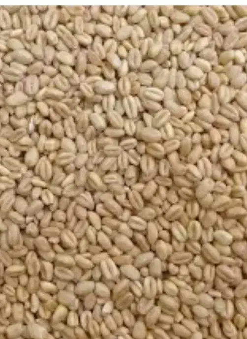 گندم|خدمات باغبانی و درختکاری|شوشتر, |دیوار