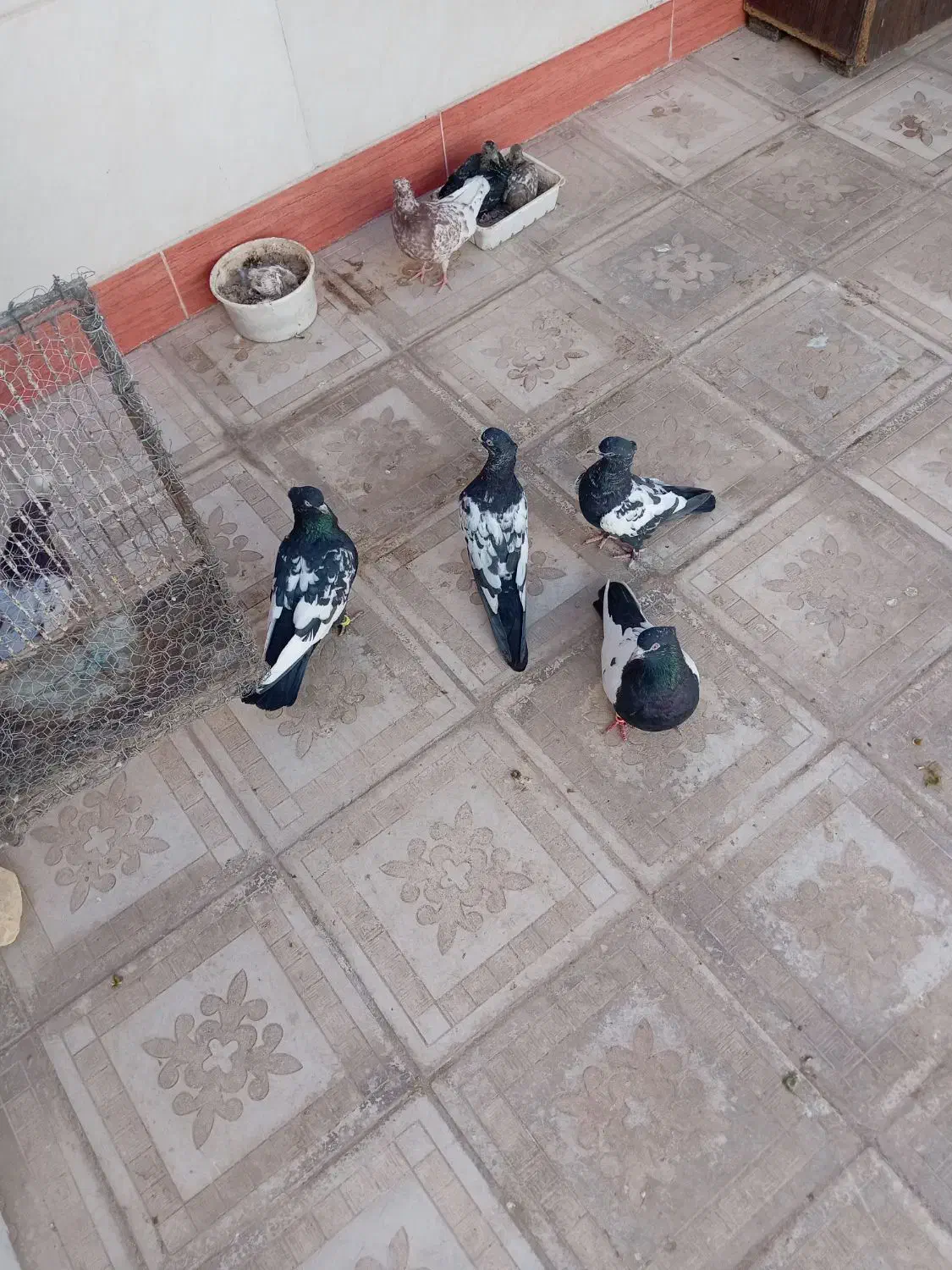 کبوتر|پرنده|کاشمر, |دیوار