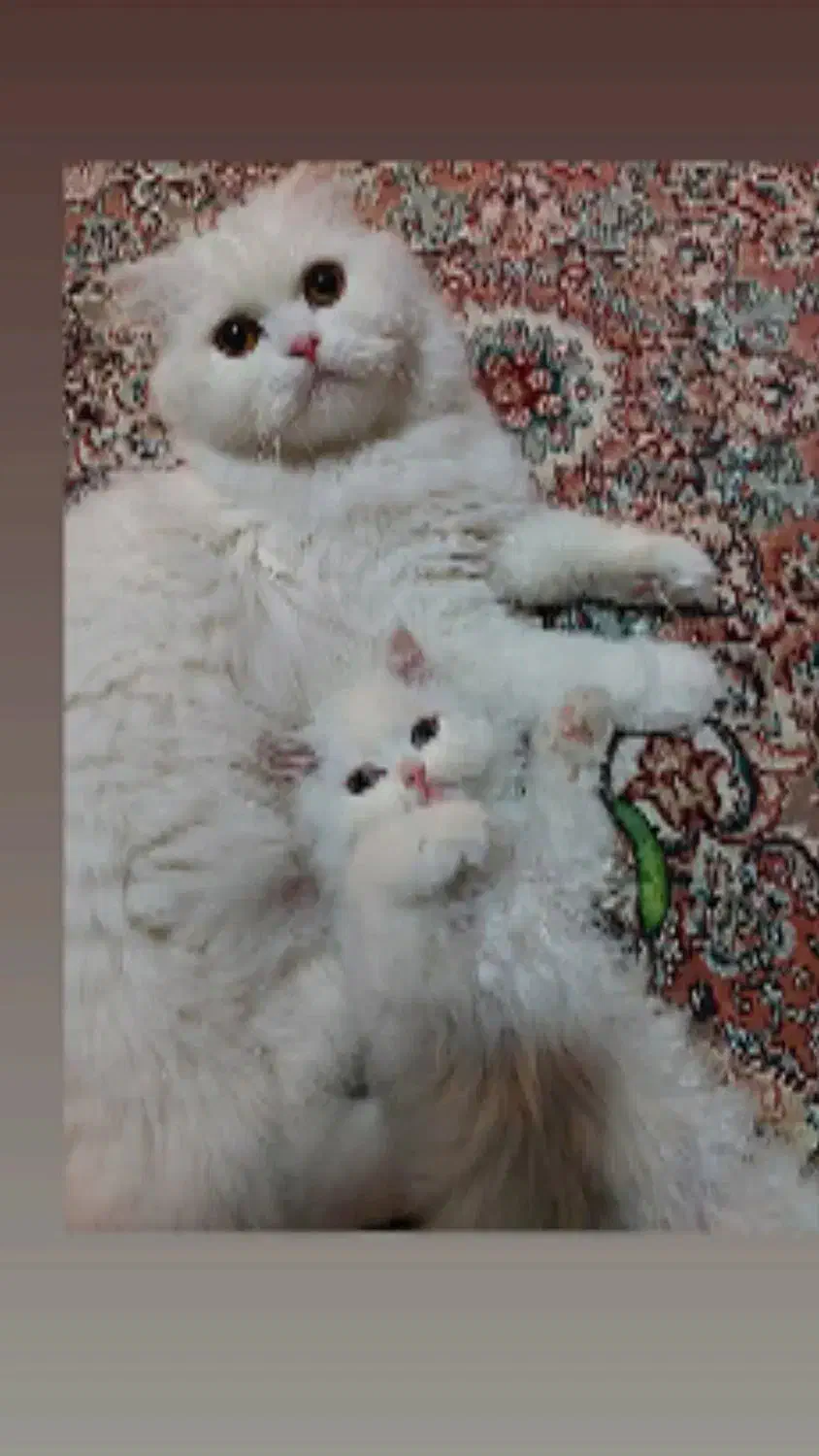 بچه گربه نژاد دار  ۳ ماهه|گربه|کرمان, |دیوار