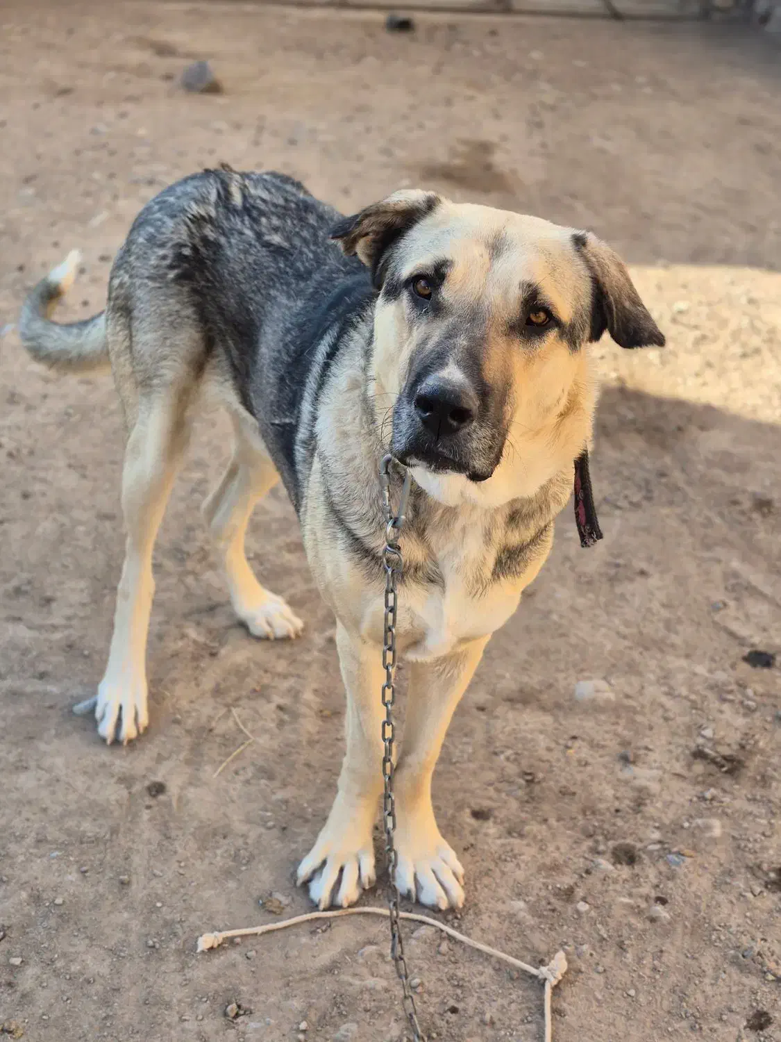 سگ پژدر عراقی|سگ|خلخال, |دیوار