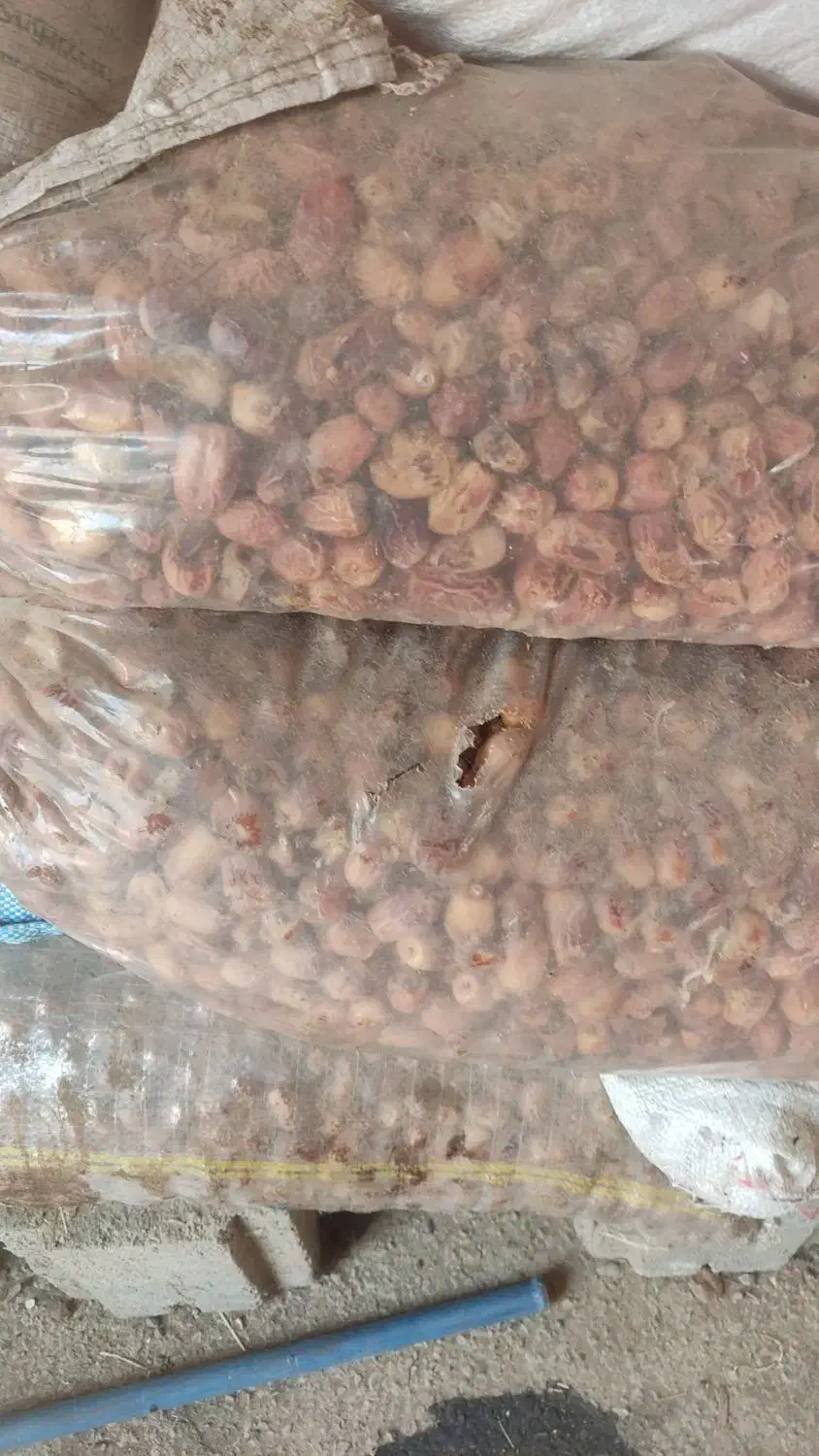 خرما ضایعات زاهدی|خوردنی و آشامیدنی|صوفیان, |دیوار