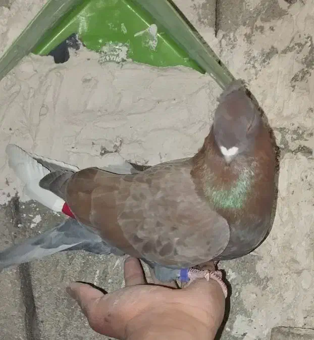 کفتر نوک کوچیک عطیقه|پرنده|چالدران, |دیوار