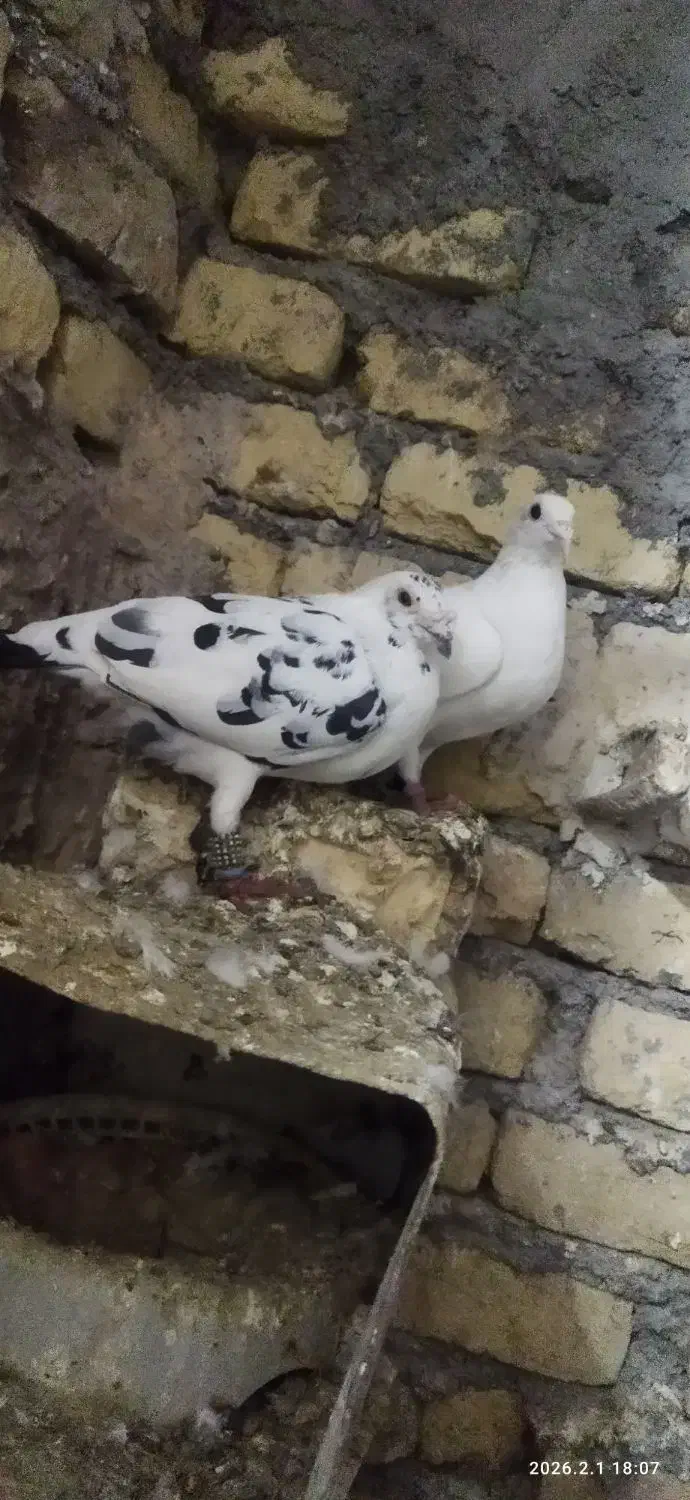 یک جفت مسافتی|حیوانات|مشهد, امیرآباد|دیوار