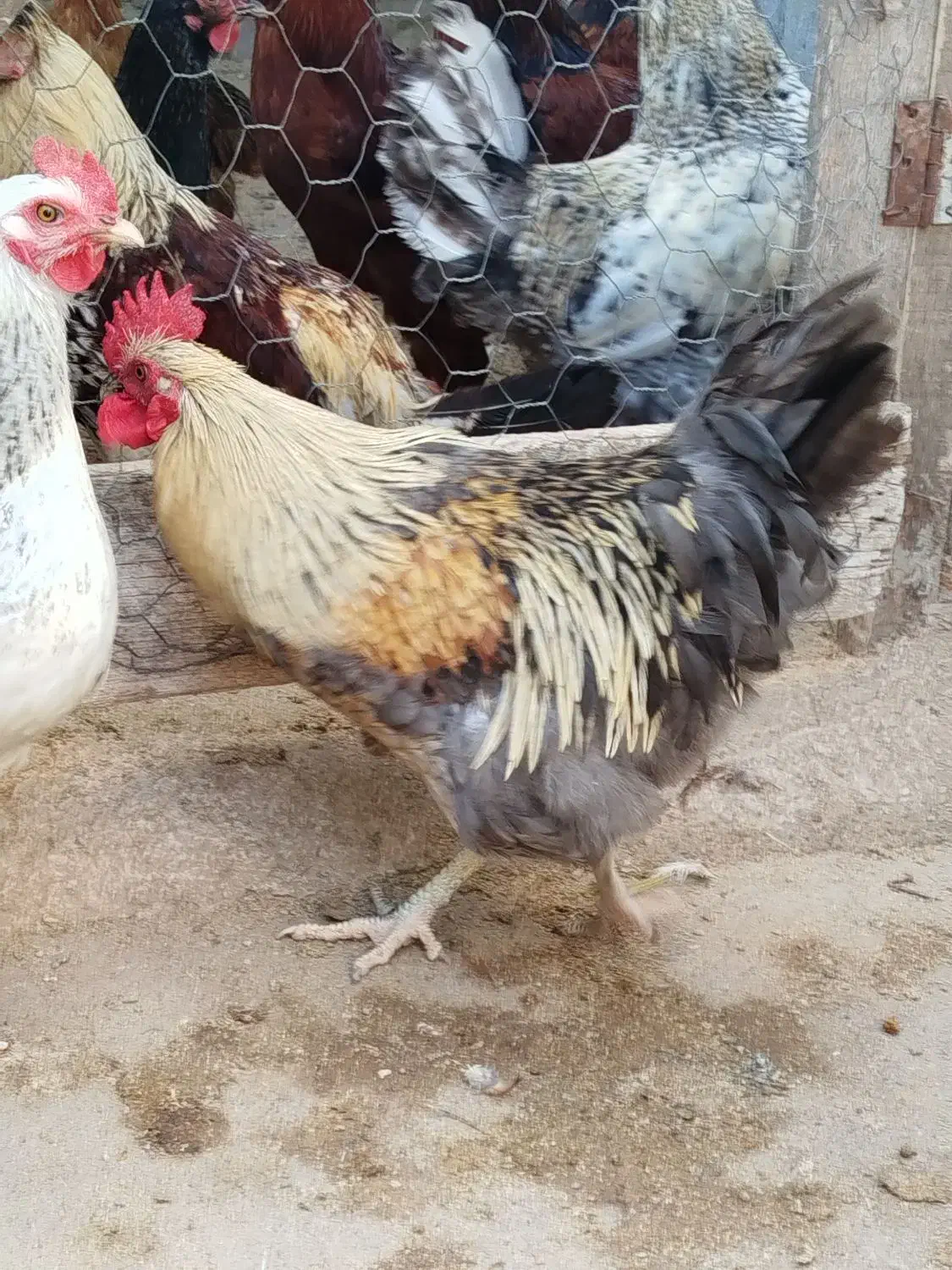 تعدادی خروس محلی فروشی|حیوانات مزرعه|توتکابن, |دیوار