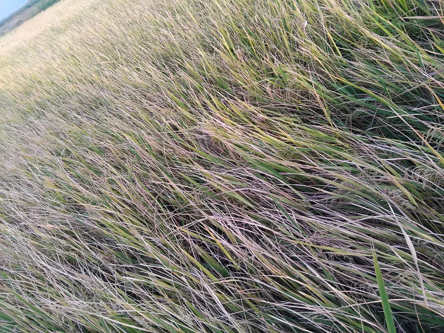 شالی فجر سوزنی|خوردنی و آشامیدنی|مزرعه کتول, |دیوار