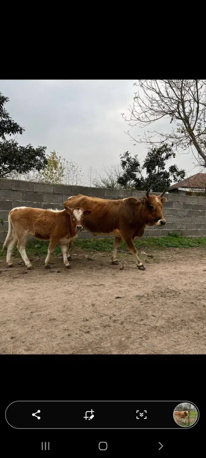 گاو وگوساله خوشکل همه چی تمام گاو اولین بچشه|حیوانات مزرعه|لولمان, |دیوار