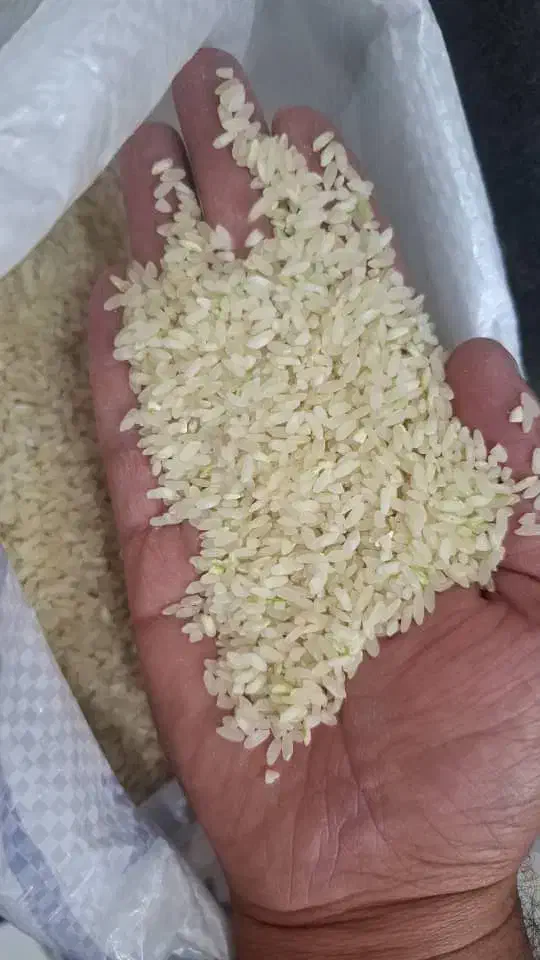 برنج کامفیروزی نو بشرط پخت|خوردنی و آشامیدنی|شیراز, ریاستی|دیوار