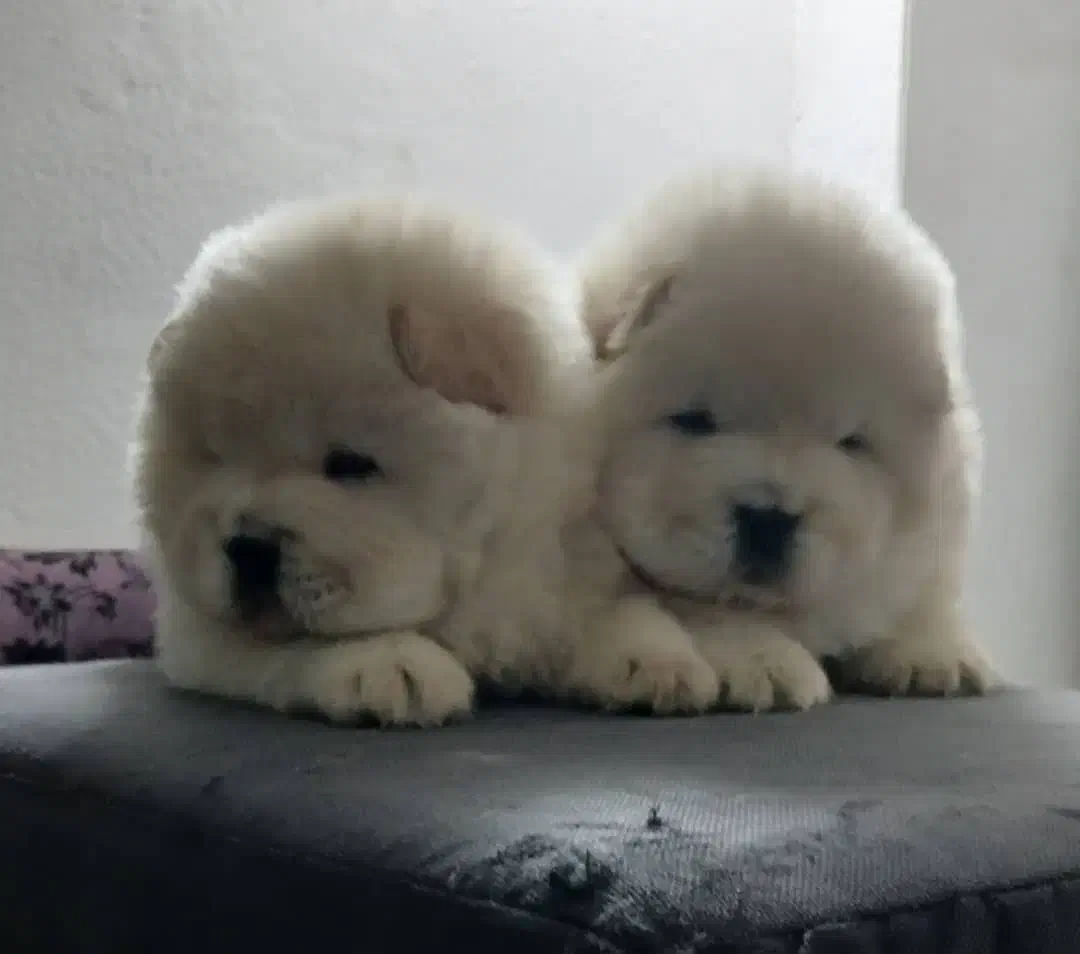 چاوچاو توله و بالغ در همه رنگ|سگ|تهران, قیطریه|دیوار