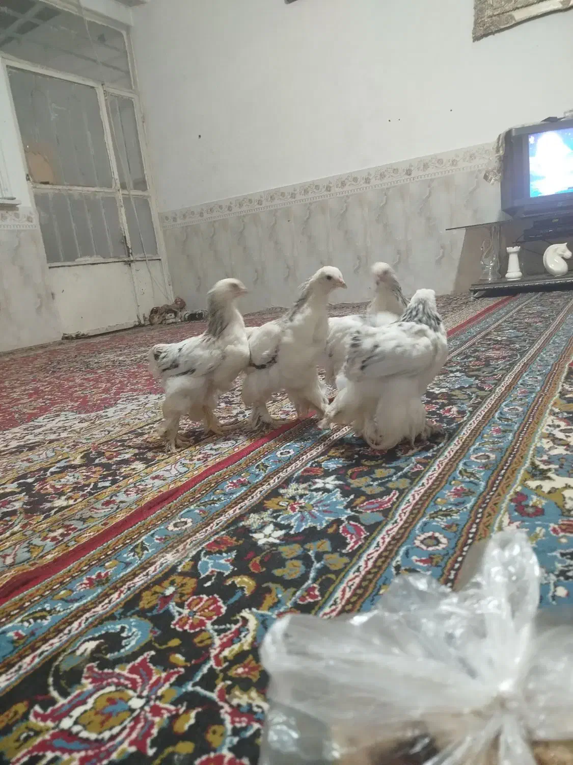 جوجه برهما ۳ ماه|حیوانات مزرعه|مشهد, علی آباد|دیوار
