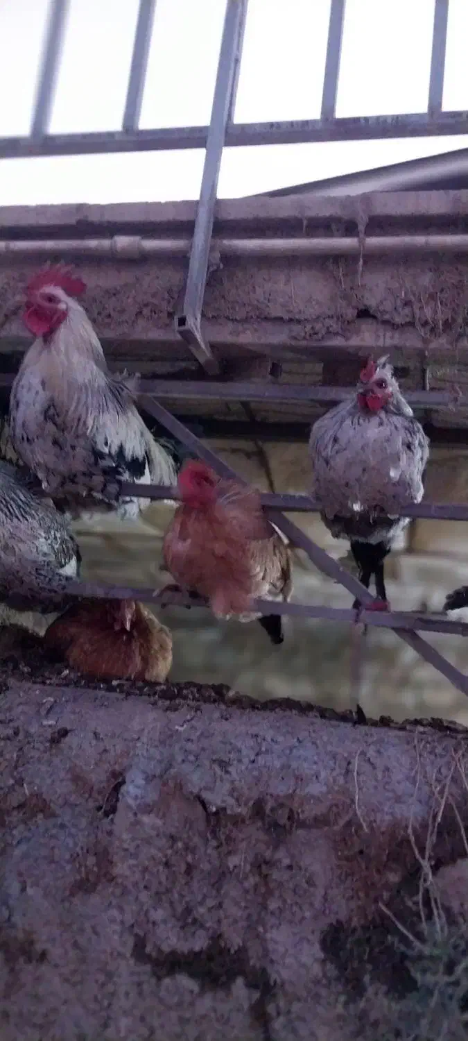 پنج خروس|حیوانات مزرعه|چگنی, |دیوار