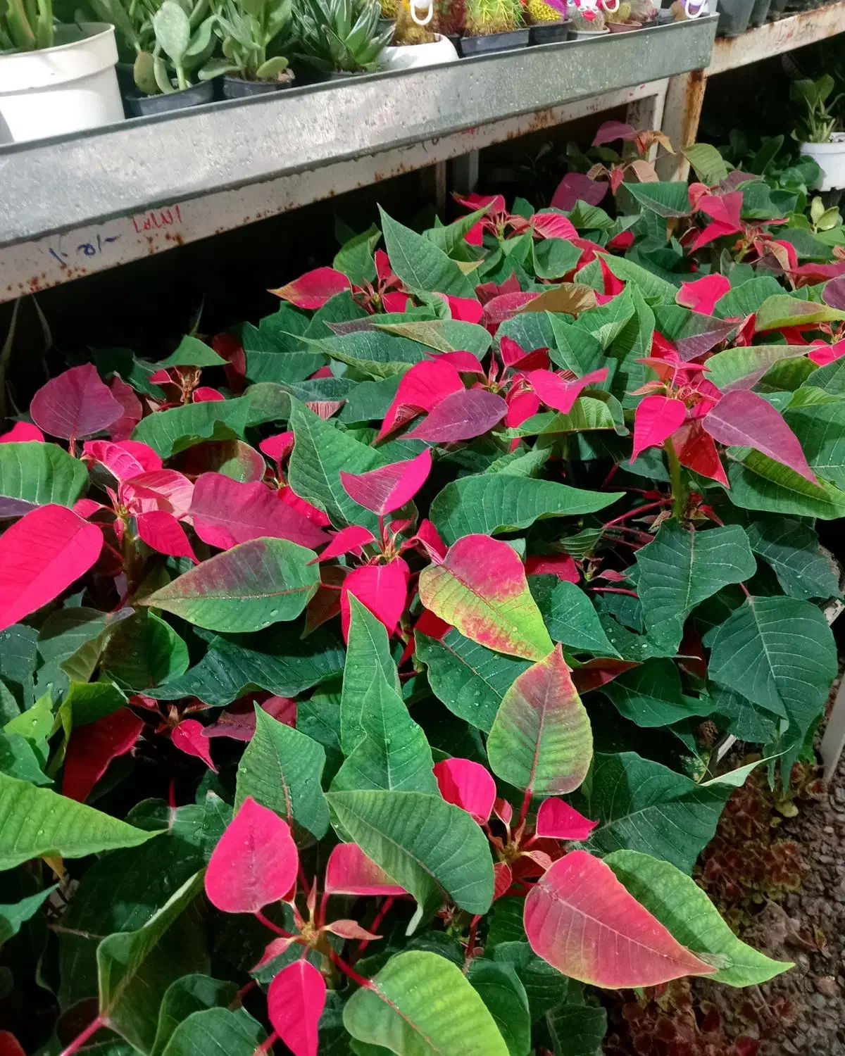 گل آپارتمانی|گل و گیاه طبیعی|بیرجند, |دیوار