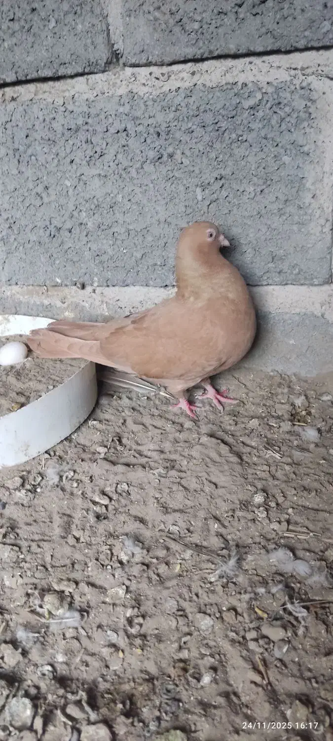 یک جفت کبوتر درجایی|پرنده|میناب, |دیوار