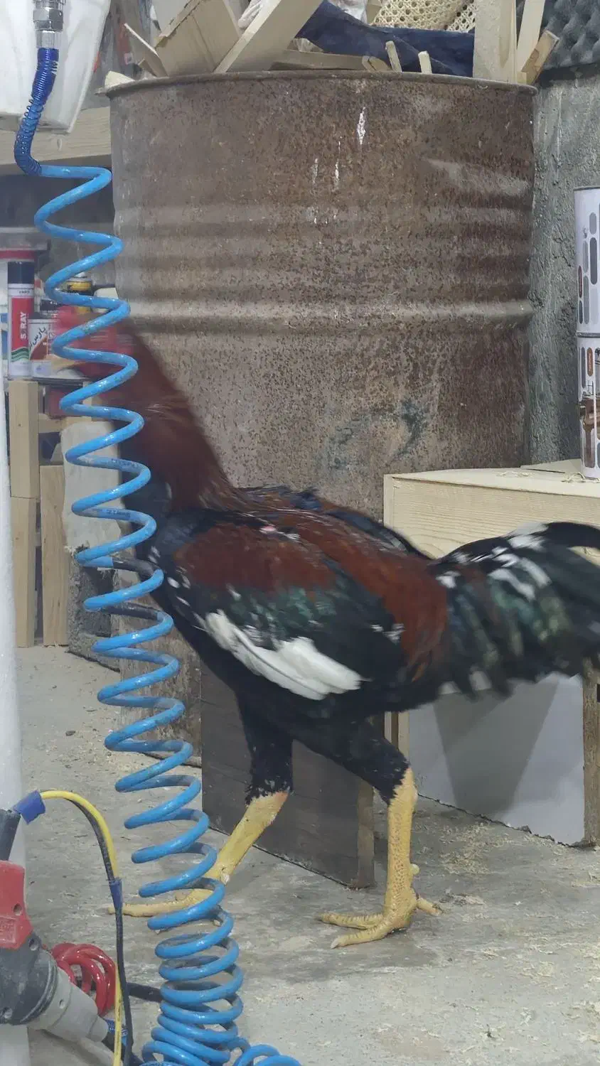 خروس لاری|حیوانات مزرعه|رشت, احمد گوراب|دیوار