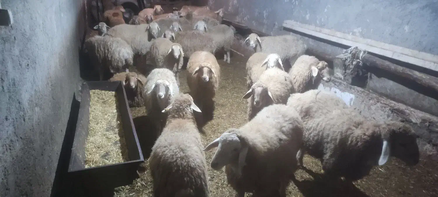 بره نر پای پروار|حیوانات مزرعه|مشگین شهر, |دیوار