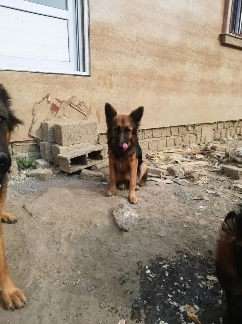 سگ ماده ژرمن شپرد|سگ|شفت, |دیوار