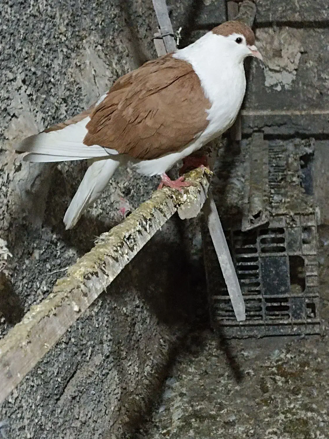 کفتر|پرنده|پیشوا, |دیوار