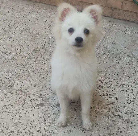 سگ پامر اشپیتز|سگ|سبزوار, عظیمیان|دیوار