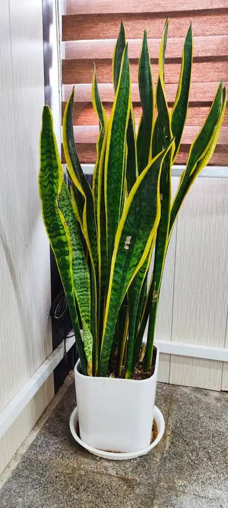 گل اپارتمانی با گلدان|گل و گیاه طبیعی|قشم, |دیوار