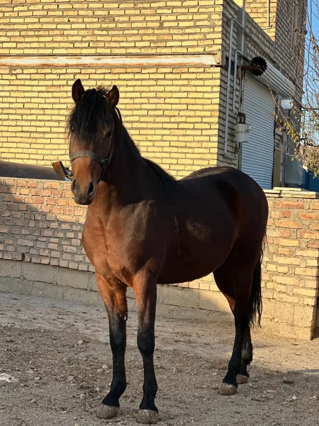 نریان کورد سالم|اسب و تجهیزات اسب‌سواری|بوکان, |دیوار