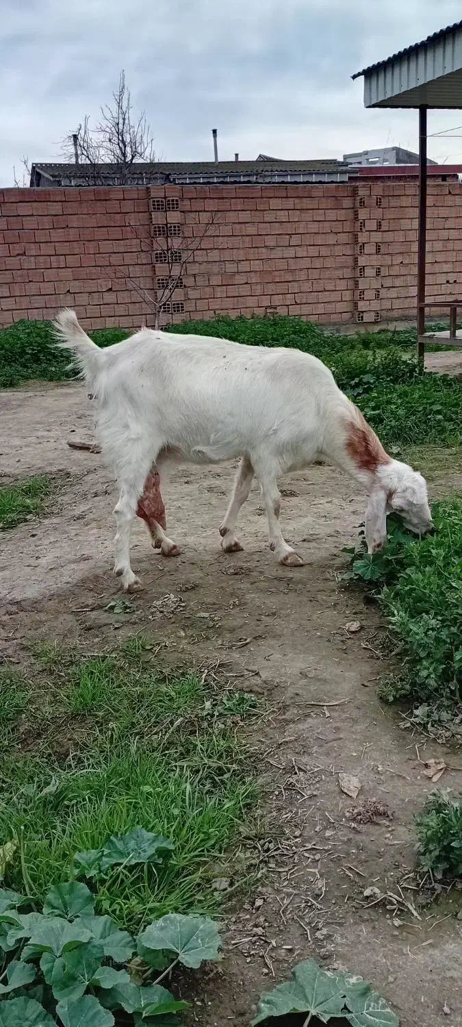 بز پاکستانی|حیوانات مزرعه|سیمین شهر, |دیوار