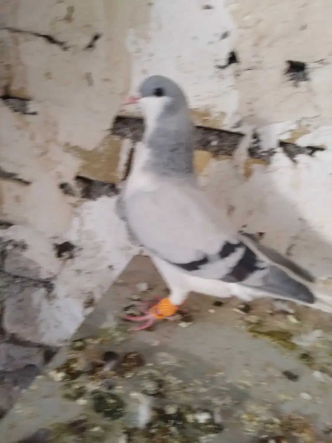 بدرنگ نر  جوان پر آخر|پرنده|تاکستان, |دیوار