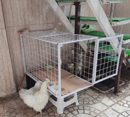 قفس سگ قفس گربه و هرپتی گنجه مرغ و خروس|لوازم جانبی حیوانات|تهران, تهرانپارس شرقی|دیوار