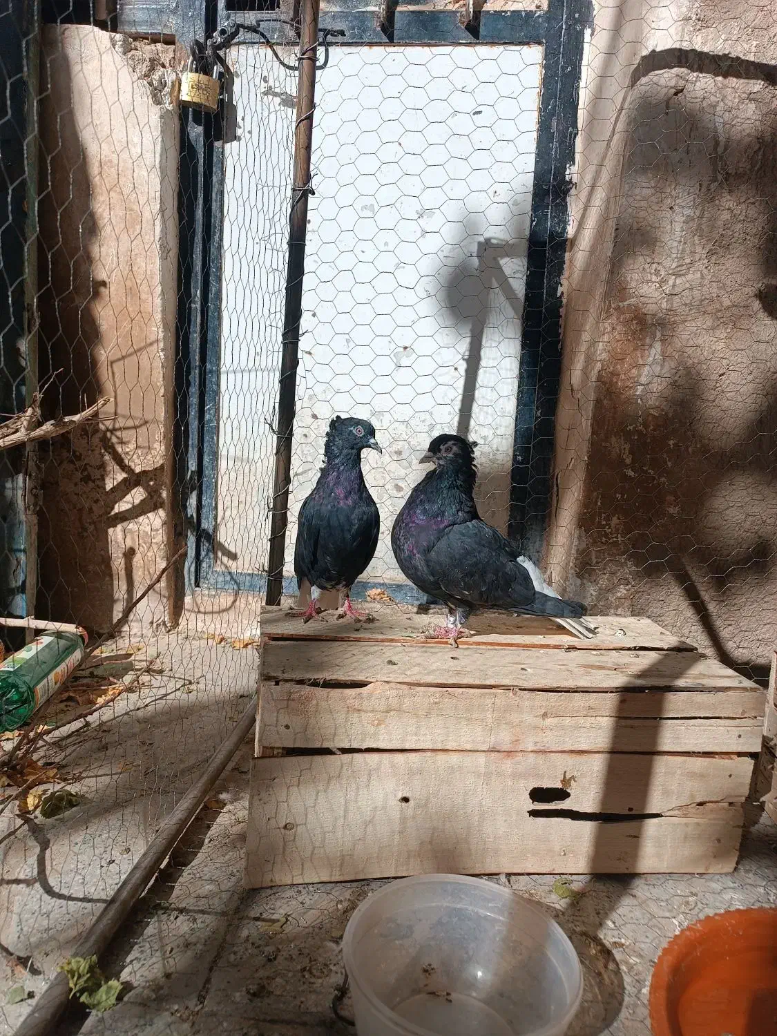 یک جفت دم سفید|پرنده|اسفراین, |دیوار