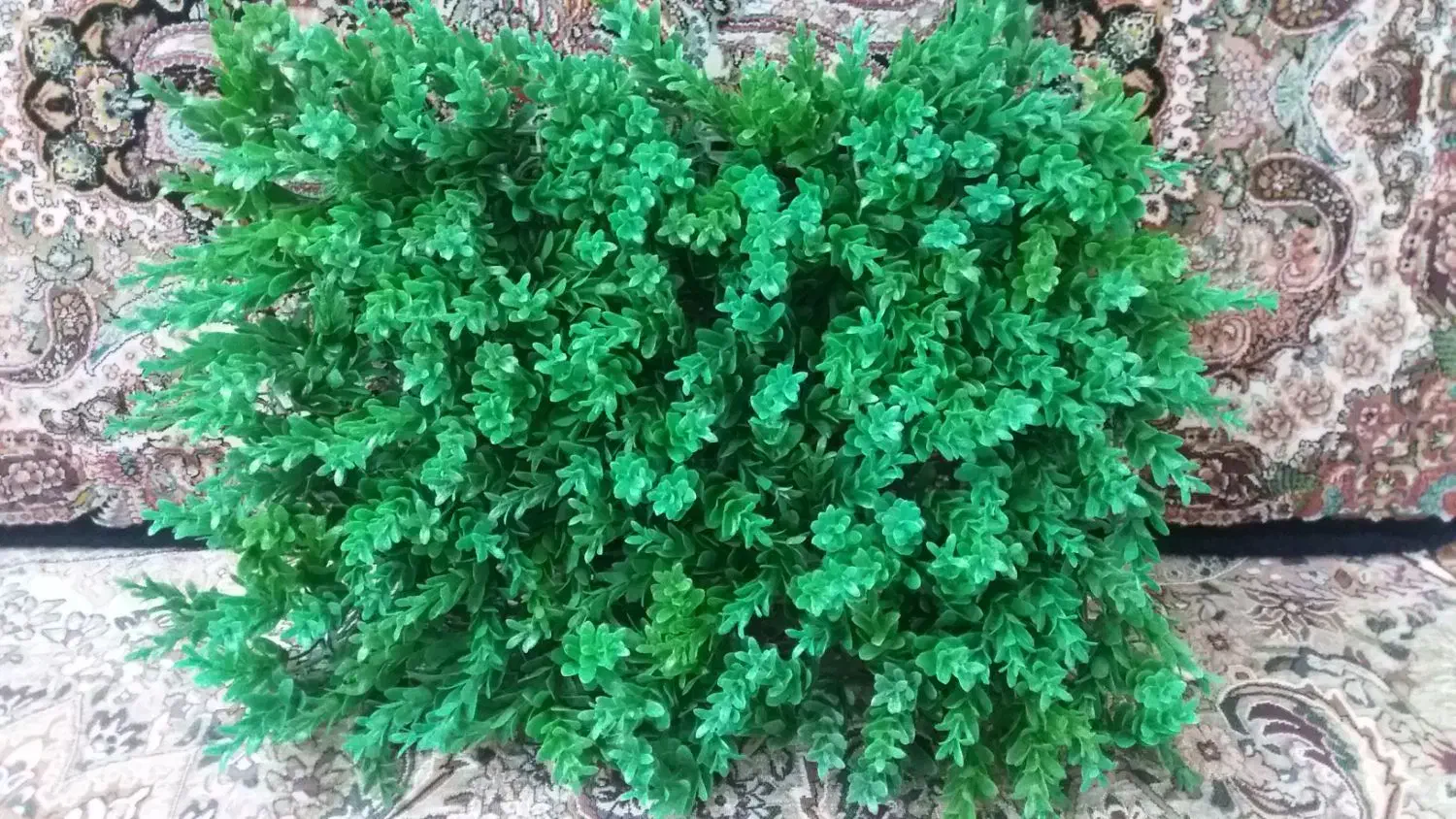 شمشادمصنوعی دیواری|گل مصنوعی|محمدیه-قزوین, |دیوار