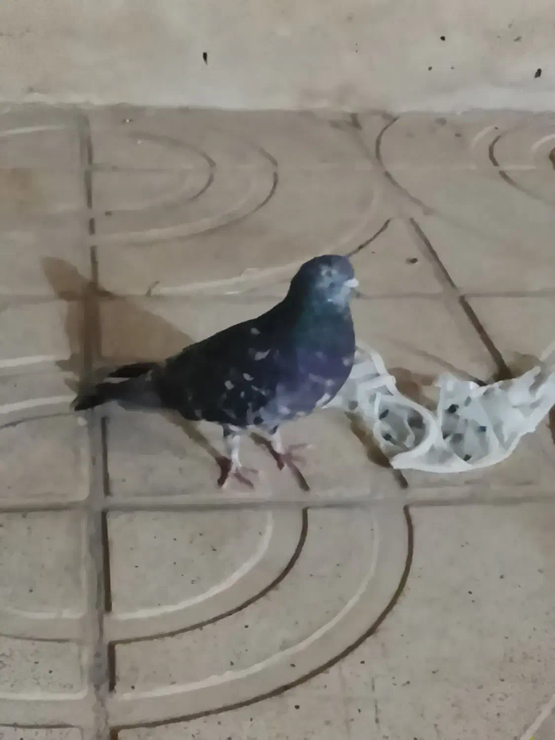 سرور نر|پرنده|خاوران, |دیوار