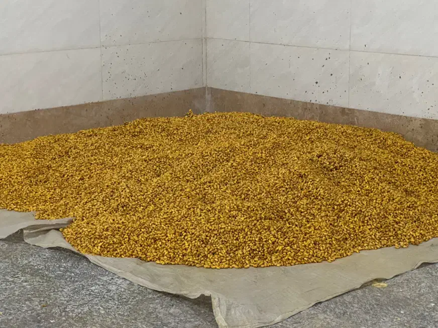 شورکاری تخمه وآجیل حرفه ای|عمدهفروشی|قرچک, شهرک صنعتی قرچک|دیوار