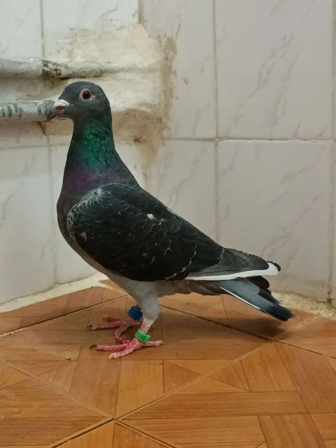 پلاکی چاپی مسافتی ماده|پرنده|بهبهان, |دیوار