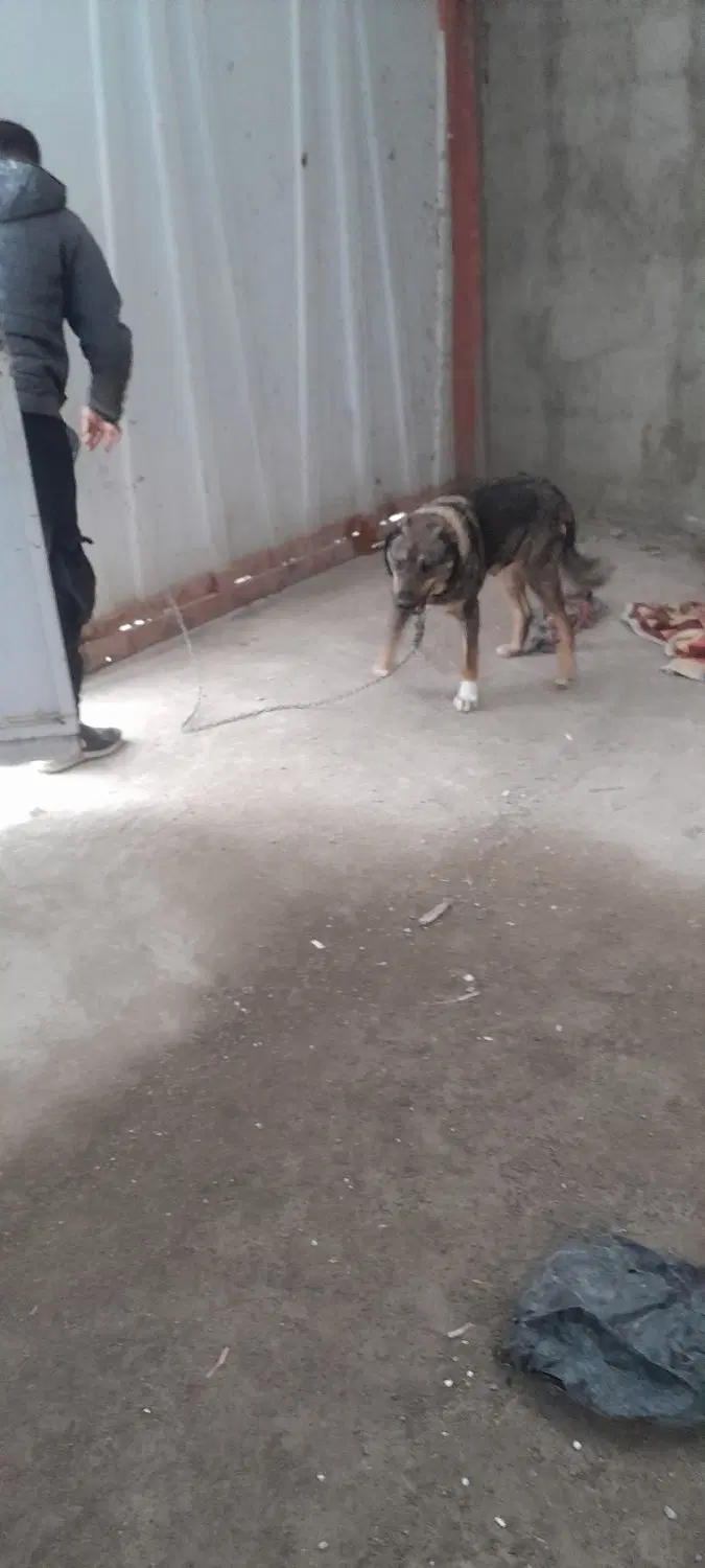 سگ نگهبان|سگ|قروه, |دیوار