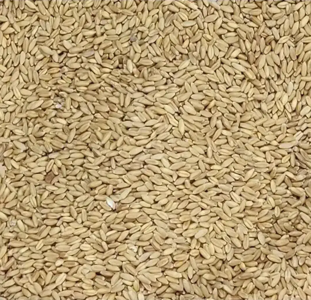 گندم آبی برای کاشت وآرد|خوردنی و آشامیدنی|کیار, |دیوار